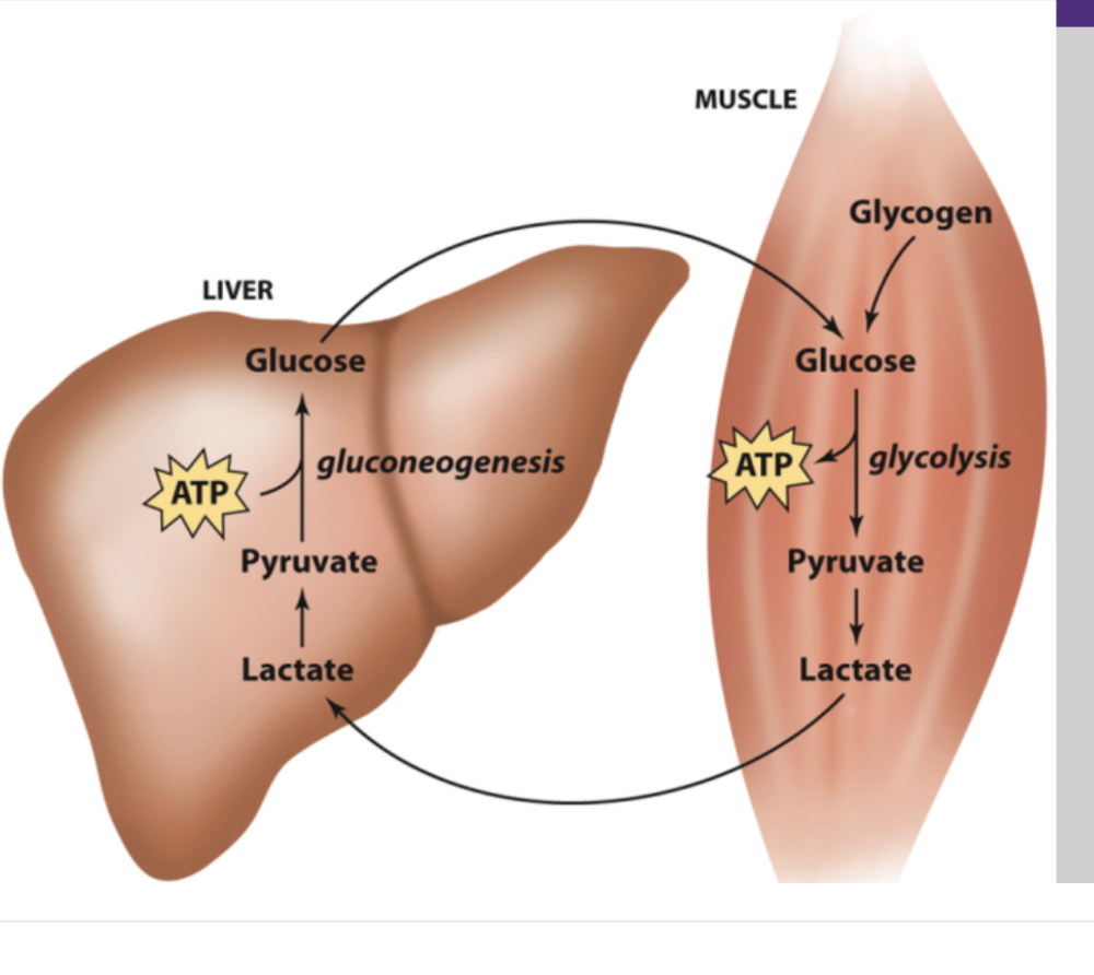 <p>Glycogen in the muscle is broken down into glucose, then pyruvate, and then lactate. The lactate goes into the blood, gets picked up by the liver, re-generates into pyruvate, and then undergoes gluconeogenesis to put glucose back in the blood to repeat the cycle </p>