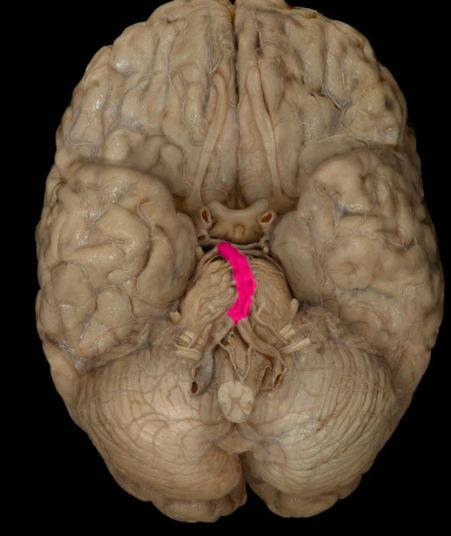 <p>formed where the vertebral arteries join inside the cranial cavity</p>