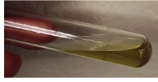 <p>is this positive or negative <span>Gelatinase (Hydrolysis of Gelatin</span></p>