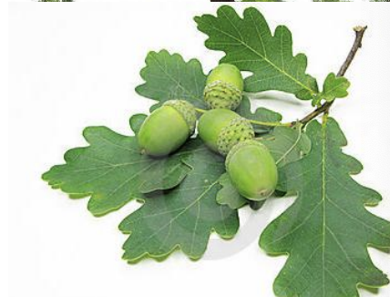 <p>What type of tree, in the genus Quercus, contains gallotannins, tannic acid, pyrogallol, and phenolic acid? Toxins are more concentrated in the spring and in young plant material. Tannins are astringents and cause cell protein denaturing, and signs occur both acute and chronic, with transient elimination of red-brown urine.</p>