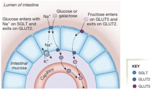 <ul><li><p>Glucose and galactose are absorbed at the apical membrane via sodium-glucose symporter (SGLT) which uses the Na<sup>+</sup> gradient to drive secondary active transport</p></li><li><p>Fructose is absorbed via facilitated diffusion through GLUT5 on the apical membrane</p></li><li><p>Once inside the enterocyte, all three monosaccharides exit across the basolateral membrane via GLUT2 into the bloodstream</p></li></ul><p></p>
