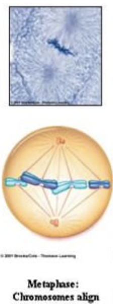 <ul><li><p><span style="background-color: transparent;">Second stage</span></p></li><li><p><span style="background-color: transparent;">Chromosomes align along equator</span></p></li><li><p><span style="background-color: transparent;">Nuclear envelope gone</span></p></li><li><p><span style="background-color: transparent;">Centrioles migrate to opposite poles</span></p></li><li><p><span style="background-color: transparent;">Mitotic spindles attack to centromere of each sister chromatid</span></p></li></ul><p></p>