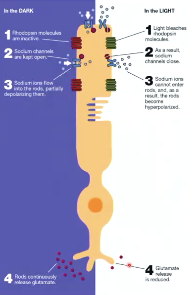 <p><span style="background-color: inherit; line-height: 19.55px; color: windowtext;"><strong>In the dark:</strong></span><span style="line-height: 19.55px; color: windowtext;">&nbsp;</span></p><ol><li><p class="Paragraph SCXO199923531 BCX0" style="text-align: left;"><span style="background-color: inherit; line-height: 19.55px; color: windowtext;">Rhodopsin molecules are inactive&nbsp;</span><span style="line-height: 19.55px; color: windowtext;">&nbsp;</span></p></li><li><p class="Paragraph SCXO199923531 BCX0" style="text-align: left;"><span style="background-color: inherit; line-height: 19.55px; color: windowtext;">Na+ channels kept open&nbsp;</span><span style="line-height: 19.55px; color: windowtext;">&nbsp;</span></p></li><li><p class="Paragraph SCXO199923531 BCX0" style="text-align: left;"><span style="background-color: inherit; line-height: 19.55px; color: windowtext;">Na+ ions flow into the rods, partially depolarising them.&nbsp;</span><span style="line-height: 19.55px; color: windowtext;">&nbsp;</span></p></li><li><p class="Paragraph SCXO199923531 BCX0" style="text-align: left;"><span style="background-color: inherit; line-height: 19.55px; color: windowtext;">Steady flow of excitatory glutamate being emitted from rod&nbsp;</span><span style="line-height: 19.55px; color: windowtext;">&nbsp;</span></p></li></ol><p class="Paragraph SCXO199923531 BCX0" style="text-align: left;"><span style="background-color: inherit; line-height: 19.55px; color: windowtext;"><strong>In the light:</strong></span><span style="line-height: 19.55px; color: windowtext;">&nbsp;</span></p><ol><li><p class="Paragraph SCXO199923531 BCX0" style="text-align: left;"><span style="background-color: inherit; line-height: 19.55px; color: windowtext;">Light bleaches rhodopsin molecules</span><span style="line-height: 19.55px; color: windowtext;">&nbsp;</span></p></li><li><p class="Paragraph SCXO199923531 BCX0" style="text-align: left;"><span style="background-color: inherit; line-height: 19.55px; color: windowtext;">Na+ channels close</span><span style="line-height: 19.55px; color: windowtext;">&nbsp;</span></p></li><li><p class="Paragraph SCXO199923531 BCX0" style="text-align: left;"><span style="background-color: inherit; line-height: 19.55px; color: windowtext;">Na+ ions can’t enter rods and rods become hyperpolarised</span><span style="line-height: 19.55px; color: windowtext;">&nbsp;</span></p></li><li><p class="Paragraph SCXO199923531 BCX0" style="text-align: left;"><span style="background-color: inherit; line-height: 19.55px; color: windowtext;">Flow of excitatory glutamate is reduced.&nbsp;</span><span style="line-height: 19.55px; color: windowtext;">&nbsp;</span></p></li></ol><p class="Paragraph SCXO199923531 BCX0" style="text-align: left;"><span style="line-height: 19.55px; color: windowtext;">&nbsp;</span></p><p class="Paragraph SCXO199923531 BCX0" style="text-align: left;"><span style="background-color: inherit; line-height: 19.55px; color: windowtext;">*therefore, the presence of light is signalled by a decrease in activity</span><span style="line-height: 19.55px; color: windowtext;">&nbsp;</span></p>