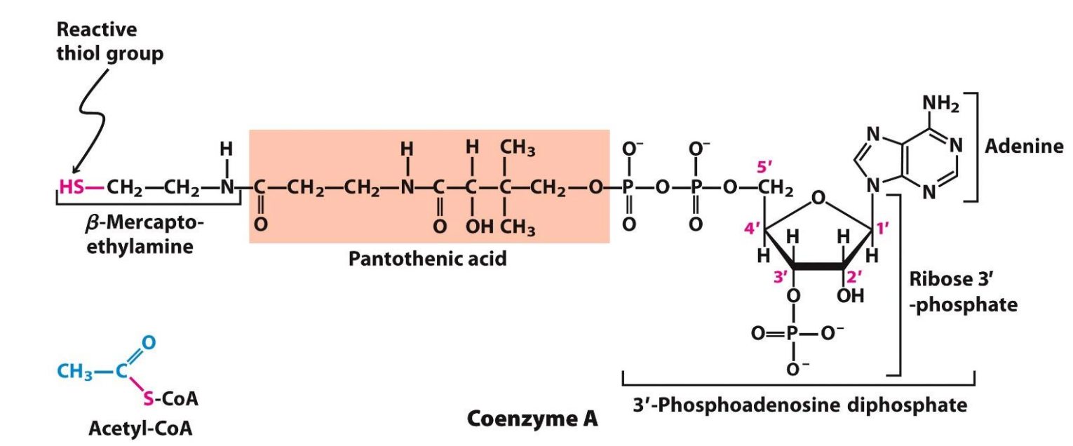 <p>What is Acetyl CoA?</p>