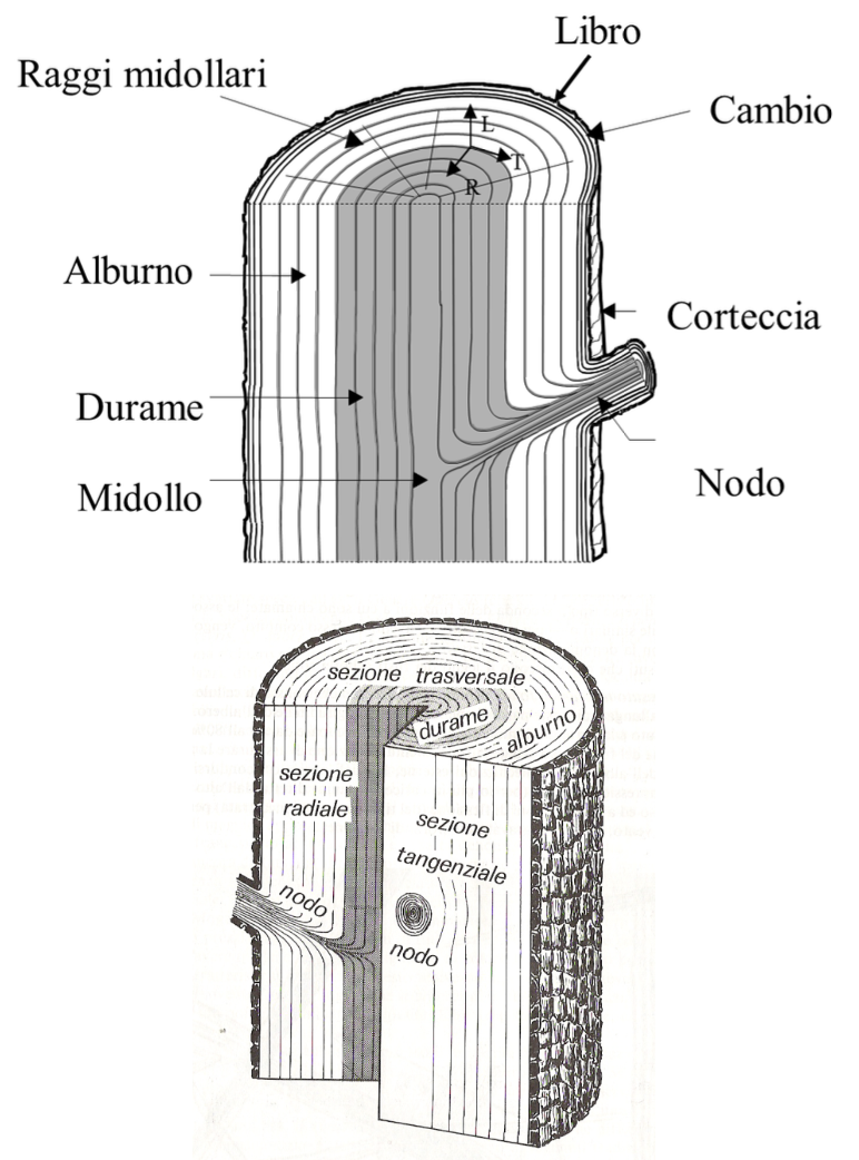 <ul><li><p><strong>Corteccia </strong>(rivestimento protettivo)</p></li><li><p><strong>Cambio </strong>(a contatto con il fusto)</p></li><li><p><strong>Libro </strong>(parte del fusto a contatto con la corteccia interna, attraverso la quale avviene la distribuzione della linfa)</p></li></ul><ul><li><p><strong>Legno </strong>vero e proprio</p></li></ul><p></p>