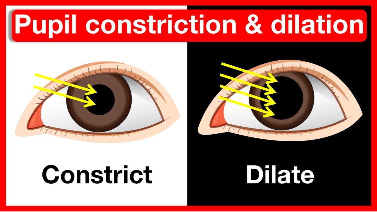 <p><u>constriction:</u> parasympathetic pathways</p><p><u>dilation:</u> sympathetic pathways</p>