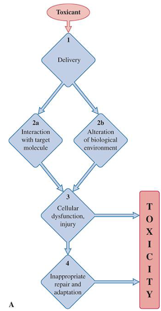<p>Mechanism of toxicity </p>