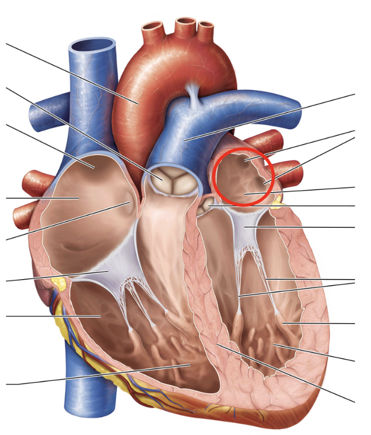 <p>Name the circled structure</p>