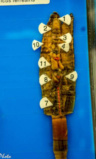 <p>Phylum &amp; name? Be able to identify the structures</p>