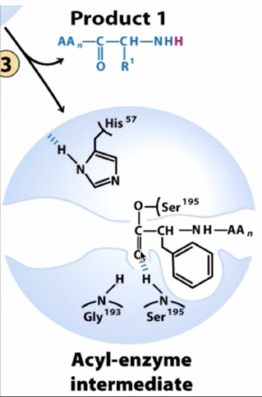 <p>backbone of _____ stabilizes the acyl-enzyme intermediate in step 3</p>