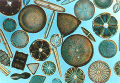 <p>a single-celled alga that has a cell wall of silica. Used in toothpaste and to polish metals</p>