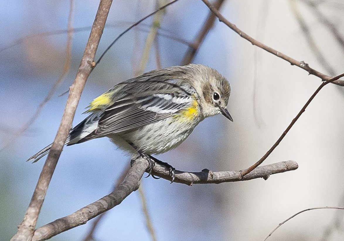 <p>Common name<br>Family</p>