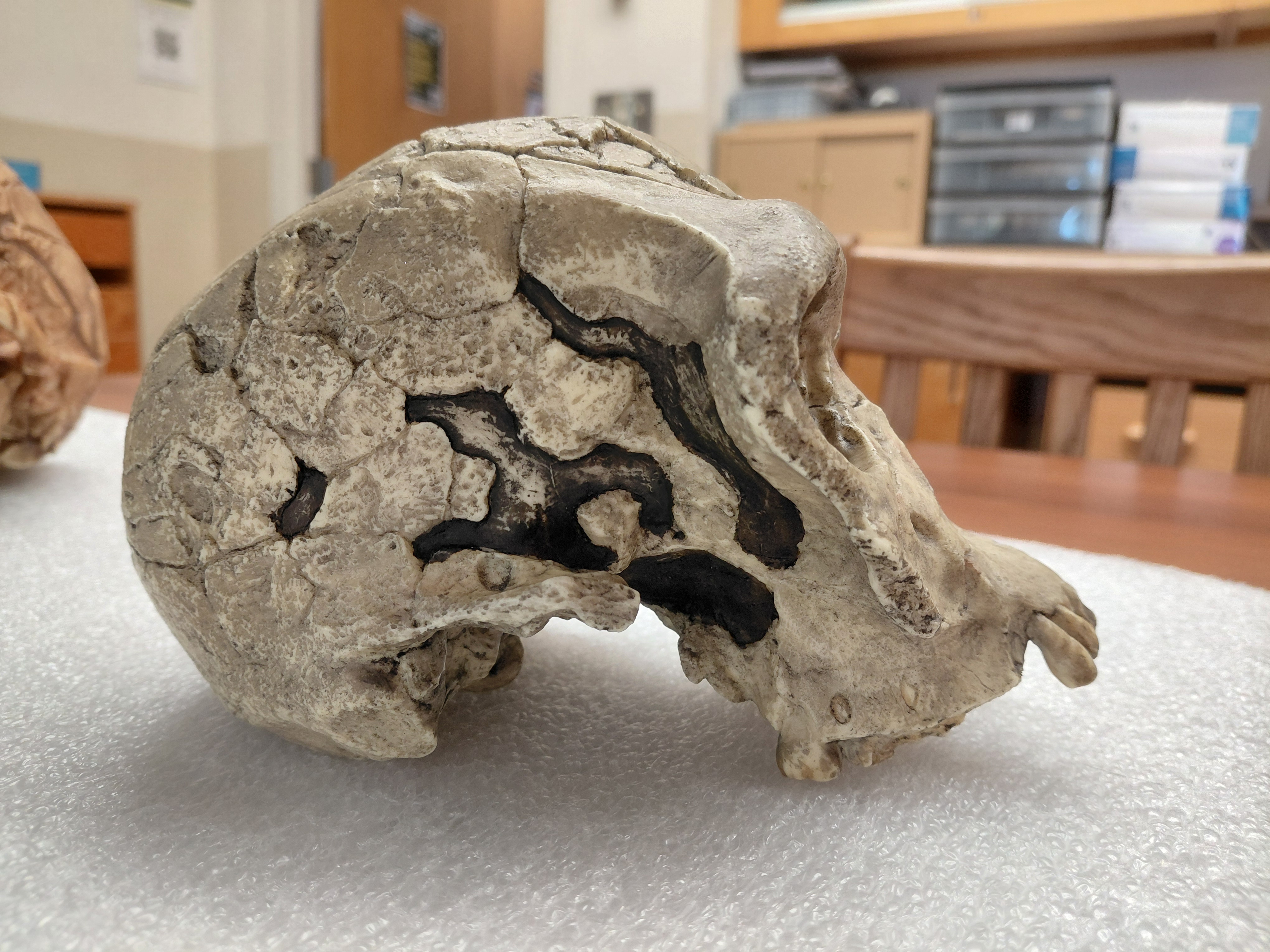 <p>Homo habilis!</p><p></p><p>Distinguishing Features:</p><ul><li><p>Moderate post-orbital constriction</p></li><li><p>Smaller face</p></li><li><p>Smaller teeth</p></li><li><p>No Sagittal crest or keel</p></li><li><p class="has-focus">Slight post orbital sulchis (?)</p></li></ul><p></p>