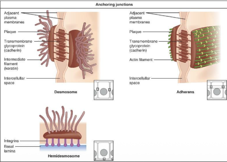 <p><span>Cell junction anchoring actin filament networks between neighboring cells via cadherins.</span></p>