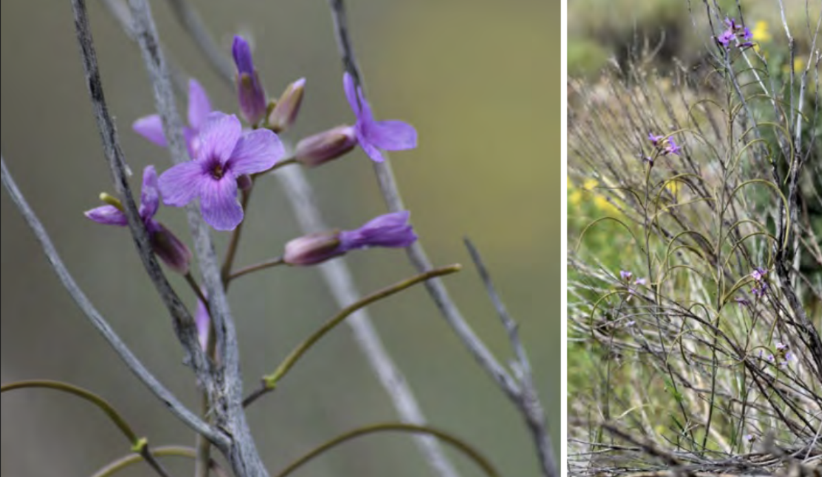 <ul><li><p>Woody-branched rockcress</p></li><li><p>Mustard family</p></li></ul><p></p>