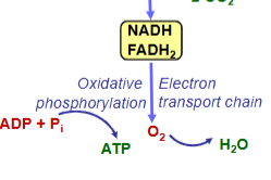 <p>Electrons from NADH and FADH2 are transferred via electron transport chain to oxygen by which O2 is reduced to H2O and ATP is produced</p><p>fuel molecules + O2 > CO2 + H2O + ATP</p><p>enzymes help this reaction proceed</p>
