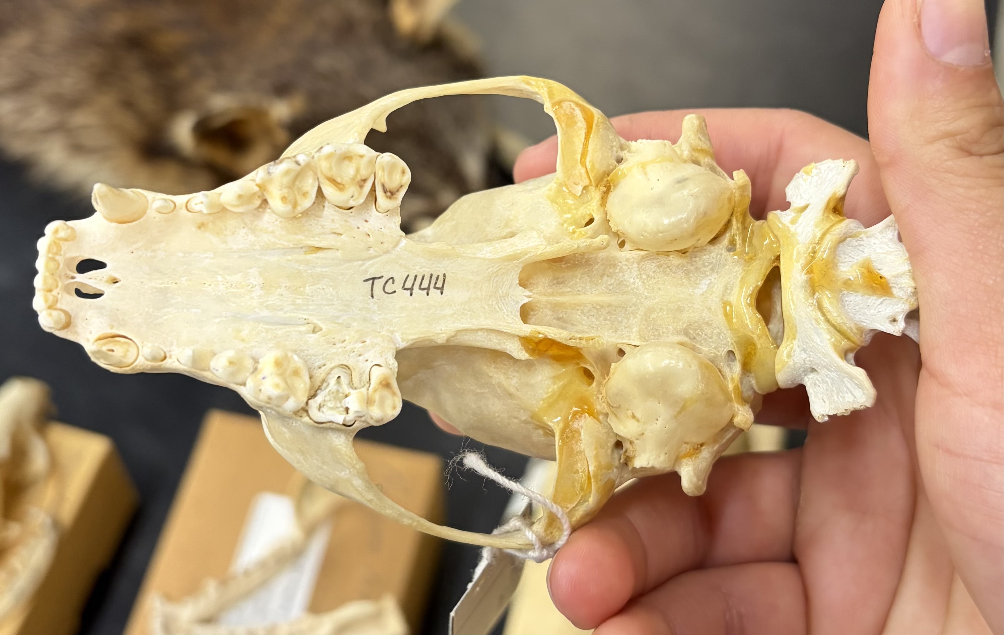 <ul><li><p>Carnivore</p><ul><li><p>Caniformia</p><ul><li><p>Procyonidae</p><ul><li><p>New World</p></li><li><p>Omnivore</p></li></ul></li></ul></li></ul></li></ul><p></p>