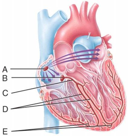 <p><span>Which labeled structure in the figure is the AV node?</span><br></p>