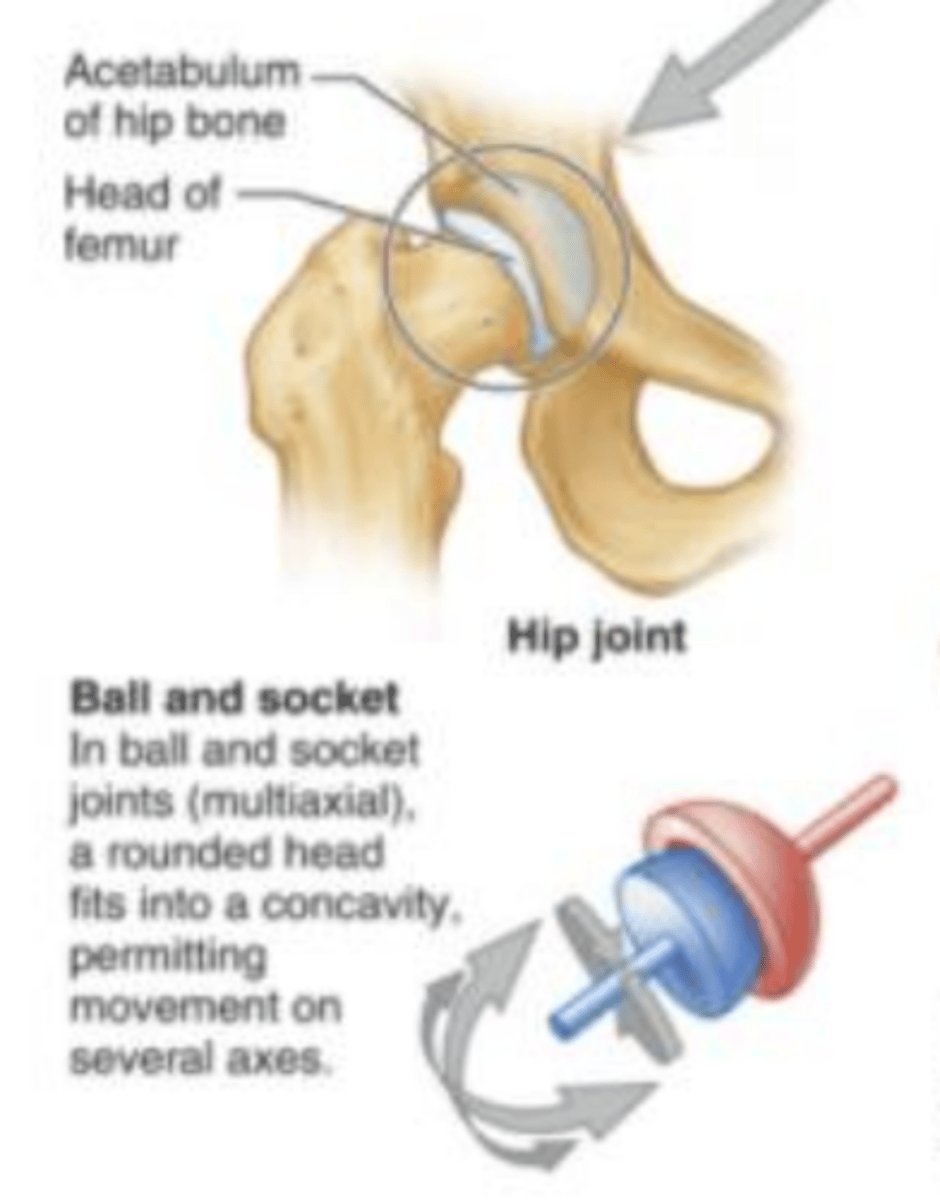 <p>(multiaxial) the hip joint has a rounded head that fits into a concavity, permitting free movement.</p>