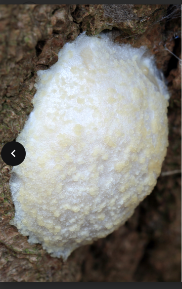 <p>Feed by ingesting tiny bacteria or yeast cells</p><p>Release chemical to gather food using</p><p>pseudoplasmodium</p><p>No relation to other slime mould</p>
