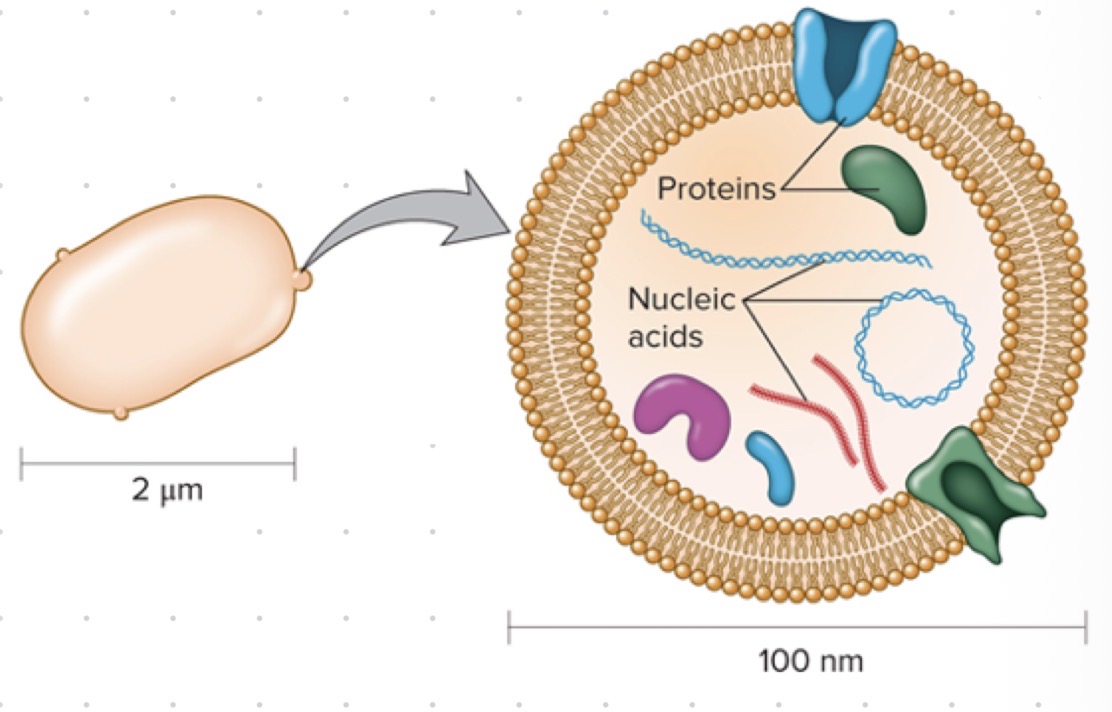 <p>Develop when a membrane buds out, pinches off, and is released from the cell </p>