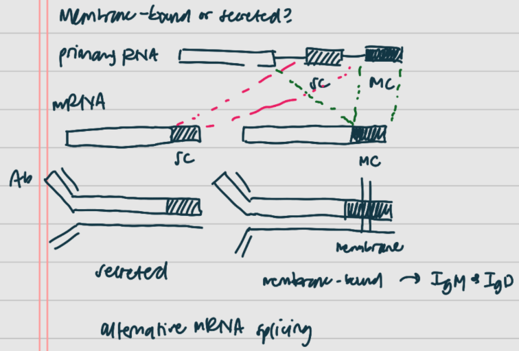 <p><span style="background-color: transparent;"><strong>pt 2: [1] switching</strong></span></p><p><span style="background-color: transparent;">how do we know if the [2] is going to be [3]-[3] or [4]?</span></p><ul><li><p><span style="background-color: transparent;">starting with the [5] RNA, you can do [6] RNA [7] to cut out specific parts of the [5] RNA and create mRNA that encodes either [3]-[3] or [4] Ab</span></p></li></ul><p></p>