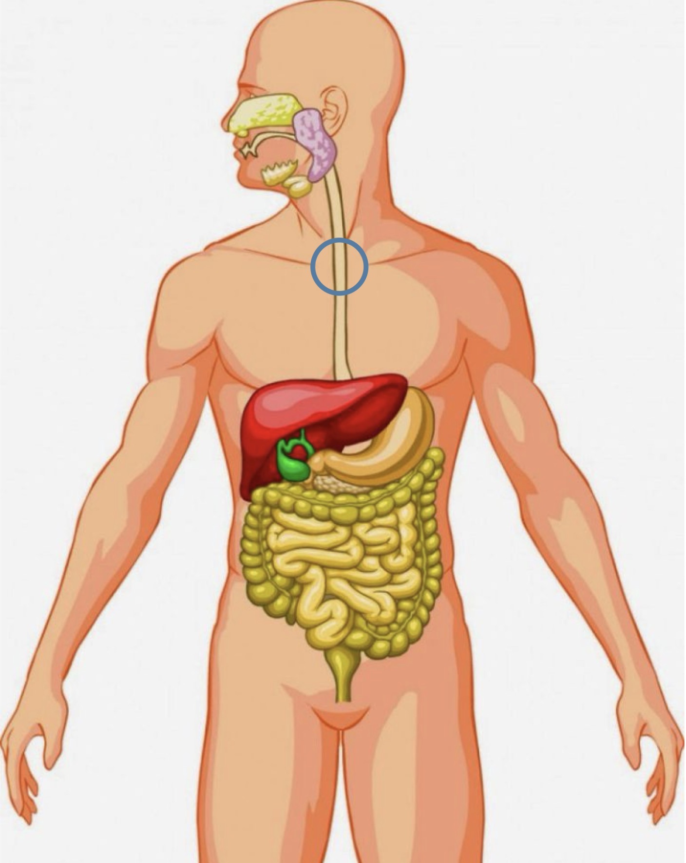 <p><strong><span>Name the following organ</span></strong></p>