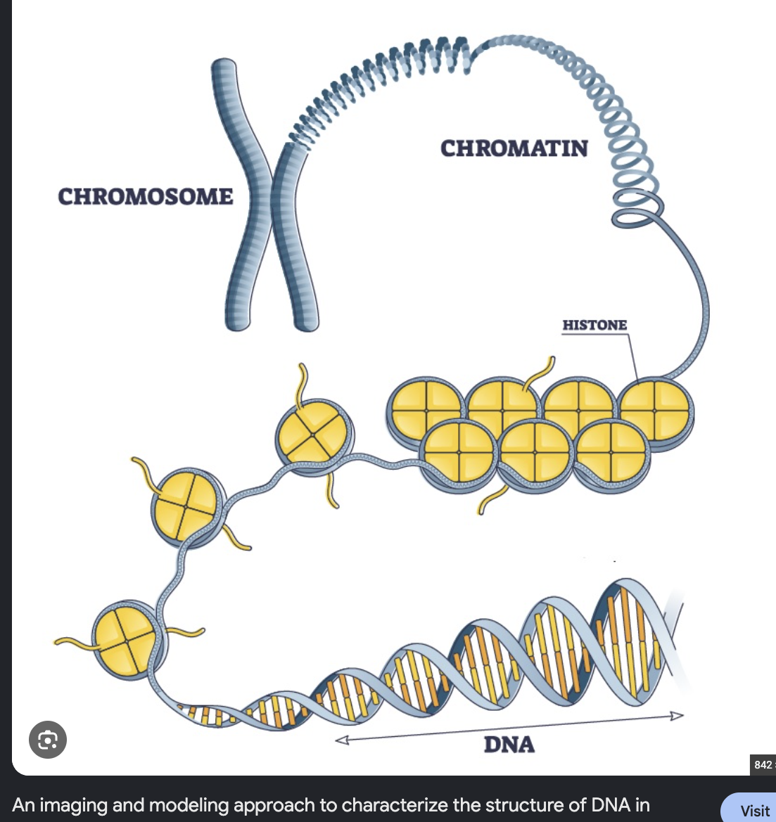 <p>The presence of a nucleus for DNA storage is the most profound difference between eukaryotes and bacterial and archaeal cells. </p><p>Membrane-bound spherical structure that houses <span style="color: yellow;"><strong>chromosomes</strong></span>, that contain genetic information. </p><ul><li><p>Contain <span style="color: red;"><strong>chromatin</strong></span>, a complex of DNA and proteins (histones). </p><ul><li><p>Five types of histones form nucleosomes: H1, H2A, H2B, H3, and H4. </p></li><li><p><span style="color: red;">Histones</span> wrap DNA around them.</p></li></ul></li></ul><p></p>