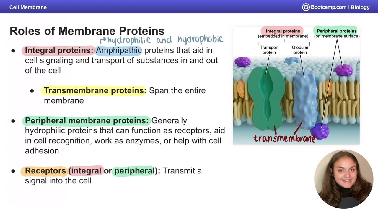 <p>receptors, cell recognition, enzymes, or adhesion</p>