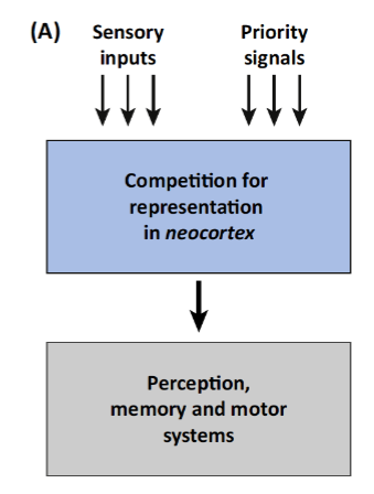 <p><span>attention is a physical "signal" that actively filters what you see</span></p><ul><li><p>Ex: you choose to listen to something</p></li><li><p>Limited number of sensory signals reach the later stages of the processing:</p><ul><li><p>LGN → V1 → higher order visual areas</p></li><li><p>Feedback from frontal &amp; parietal cortex and superior colliculus in midbrain</p></li></ul></li></ul><p></p>