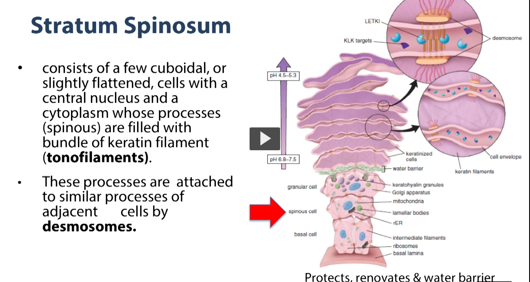 <p>We move up to the next layer above the stratum basale is the stratum spinosum. </p><p>The stratum spinosum consists of layers of cuboidal cells (slightly flattened, not quite squamous cells with a central nucleus and a cytoplasm whose processes are filled with keratin filaments). These keratin filaments are arranged into bundles, which when observed under electron microscopy, we call tonofilaments. </p><p>These tonofilaments attach to the protein plaques of desmosomes on both sites of adjacent cells to link the cells together by way of intermediate filaments. </p><p>stopped at 20:14</p>