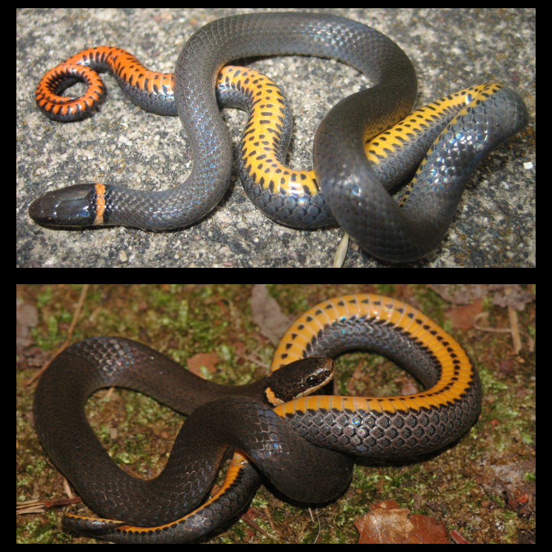 <p>Ringneck Snake </p>