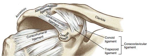 <p>coracoclavicular ligaments - conoid ligament and trapezoid ligament </p><p>superior AC ligament</p><p>inferior AC ligament</p>