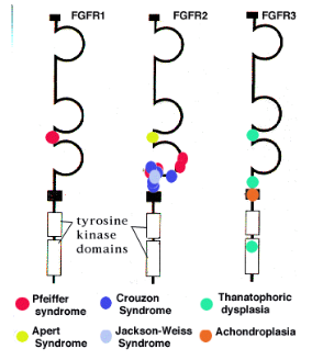<p>FGFR1 and 2</p>