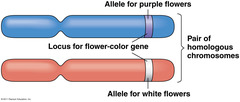 <p>Alternate forms of a gene</p>