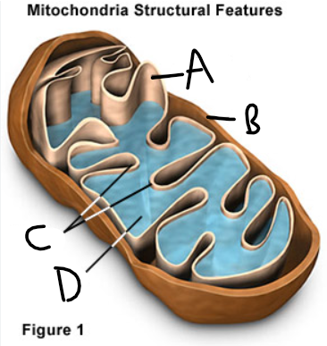 <p>identify the parts of the mitochondria</p>