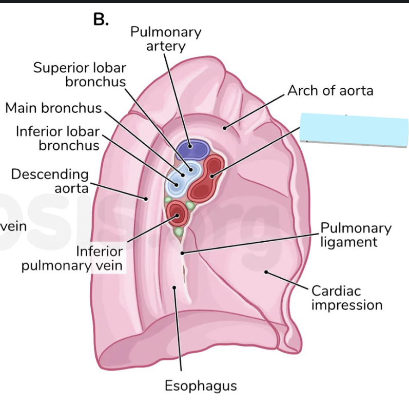<ul><li><p>strucutre</p></li></ul><p></p>