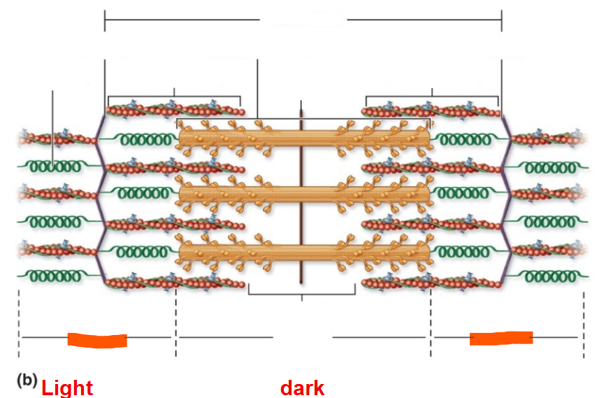 <p>The lighter area</p>