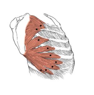 <p>What muscle is this?</p>