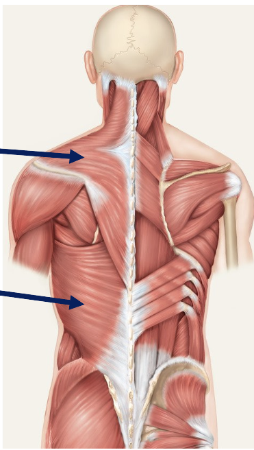 <p>what is the top arrow pointing to</p>
