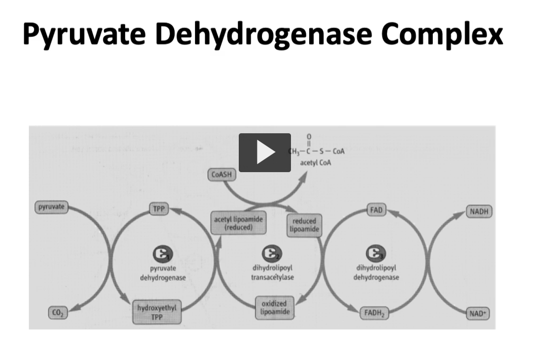 <p>Step 3 — Enzyme 3 (E3): Dihydrolipoyl Dehydrogenase </p><p>Cofactors:</p><ul><li><p><strong>FAD</strong></p></li><li><p><strong>NAD⁺</strong></p></li></ul><p>What happens:</p><ol><li><p>Lipoamide became <strong>reduced</strong> during step 2.</p></li><li><p>E3 <strong>re-oxidizes lipoamide</strong> so the enzyme can work again.</p></li><li><p>Electrons move:</p></li></ol><p> <span>Reduced&nbsp;lipoamide→ FAD→NAD+</span></p><p>This produces:</p><ul><li><p><strong>FADH₂</strong></p></li><li><p>then <strong>NADH</strong></p></li></ul><p>Final product:</p><p><span>NADH</span></p><p>NADH carries electrons to the <strong>electron transport chain</strong> to make ATP.</p>