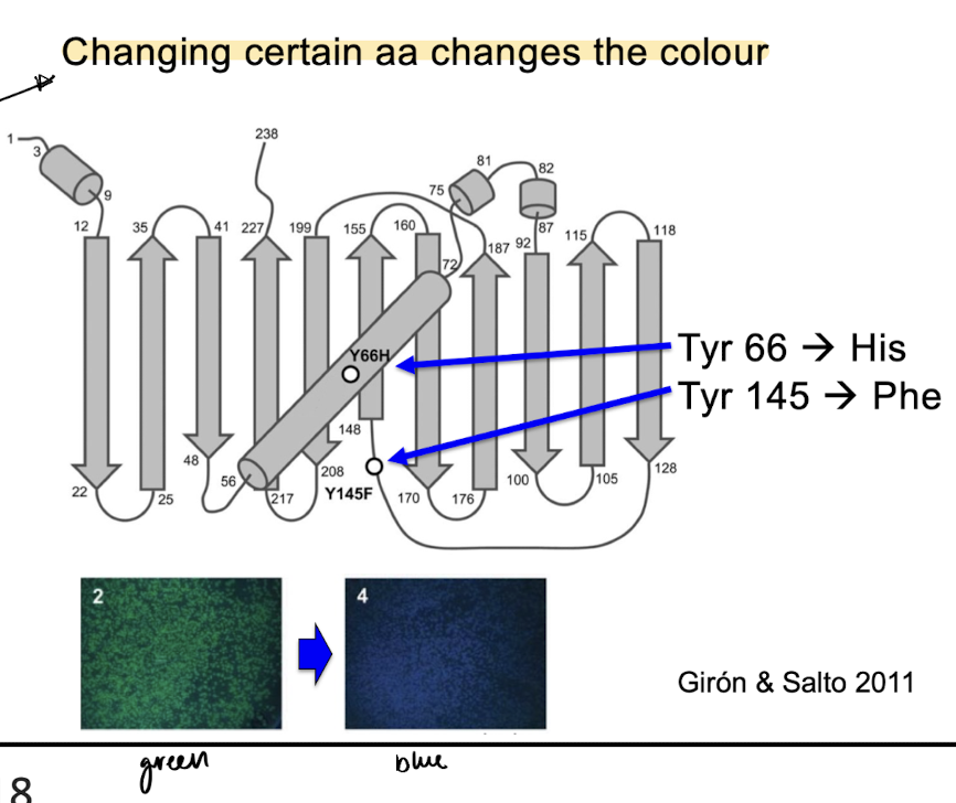 <p>= gene + fl. protein</p><ul><li><p>fl. protein is GFP from jellyfish → can change proteins colour with a change in AA</p></li><li><p>easiest way to detect a new protein </p></li></ul><p></p>