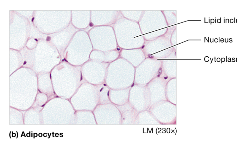 <p><strong>adipose (loose connective)</strong>: location</p>