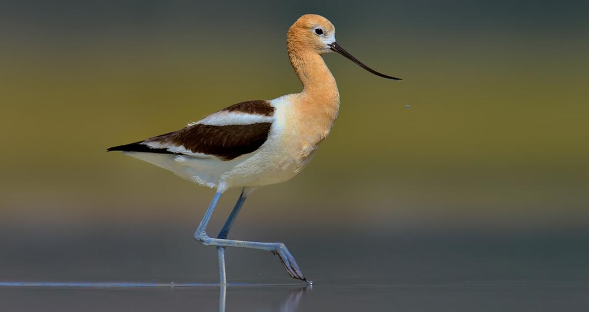 <p>What bird is this?</p>