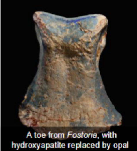<p> Hydroxyapatite reacts with other minerals in the earth, particularly if there’s water</p><p>● This can lead to replacement of the original material by inorganic minerals</p><p>● The older a fossil, the more likely it is to exhibit complete replacement</p>