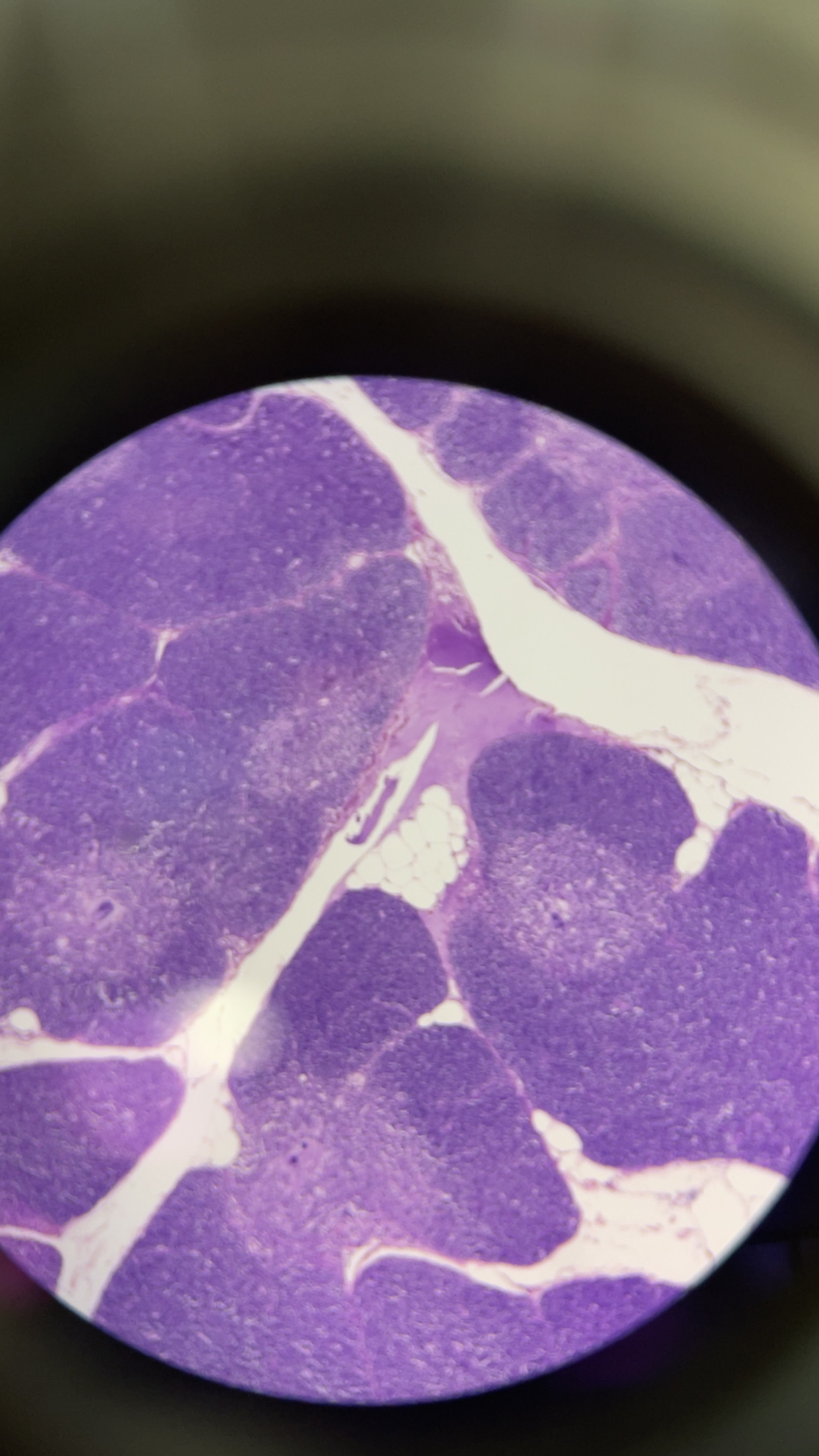<p>identify lymphatic organ </p>