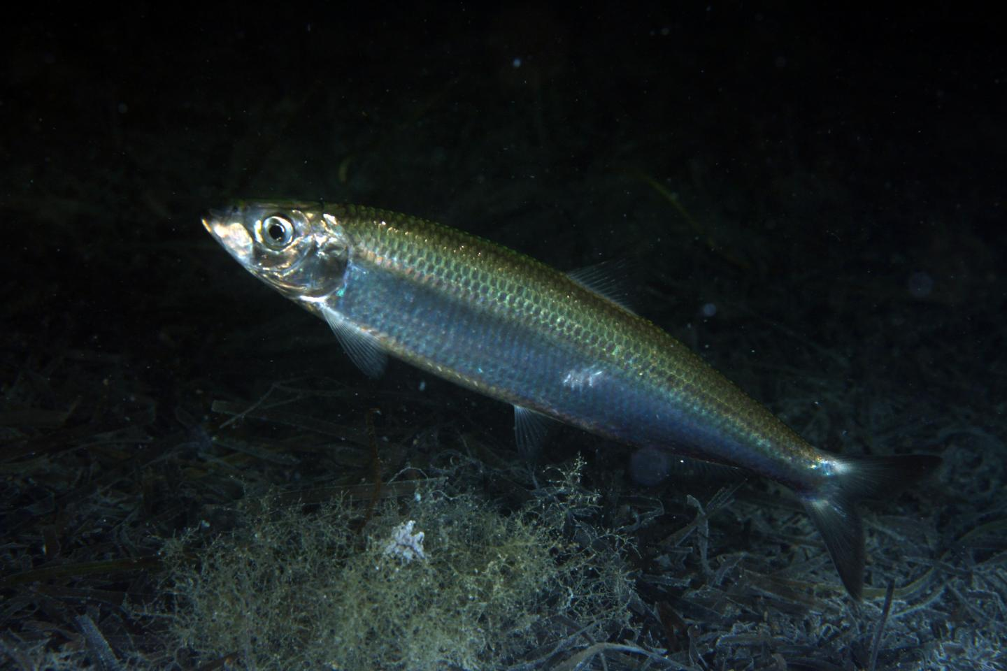 <p><span style="background-color: transparent;">Silverly, shiny, <strong><em><u>dorsal evenly in center withe pelvic fin more central as well </u></em></strong>;</span></p><p><span style="background-color: transparent;"> Upper jaw upturned </span></p><p>aka shad thing</p><p></p><ul><li><p><strong>General:</strong> Slender, silvery schooling fish with slender body</p></li><li><p><strong>Size:</strong> Avg. adult <strong>25–30 cm (10–12 in; 0.8–1.0 ft)</strong>, <strong>0.2–0.5 kg (0.4–1.1 lb)</strong></p><ul><li><p>large adults commonly reach (12–15 in; 1.0–1.2 ft) and (1.1–1.8 lb).</p></li></ul></li><li><p><strong>Key IDs:</strong></p><ul><li><p><strong>Very slender, streamlined body</strong></p></li><li><p><strong>No patterns, </strong>Smooth, bright silver sides with <strong>bluish-green dorsal</strong> surface.</p></li><li><p>Small terminal mouth; lower jaw does not project strongly.</p></li><li><p>Strongly forked caudal tail.</p></li></ul></li><li><p><strong>Memory cue:</strong> <strong>No patterns + blueish-green + slim body</strong></p></li></ul><p></p>