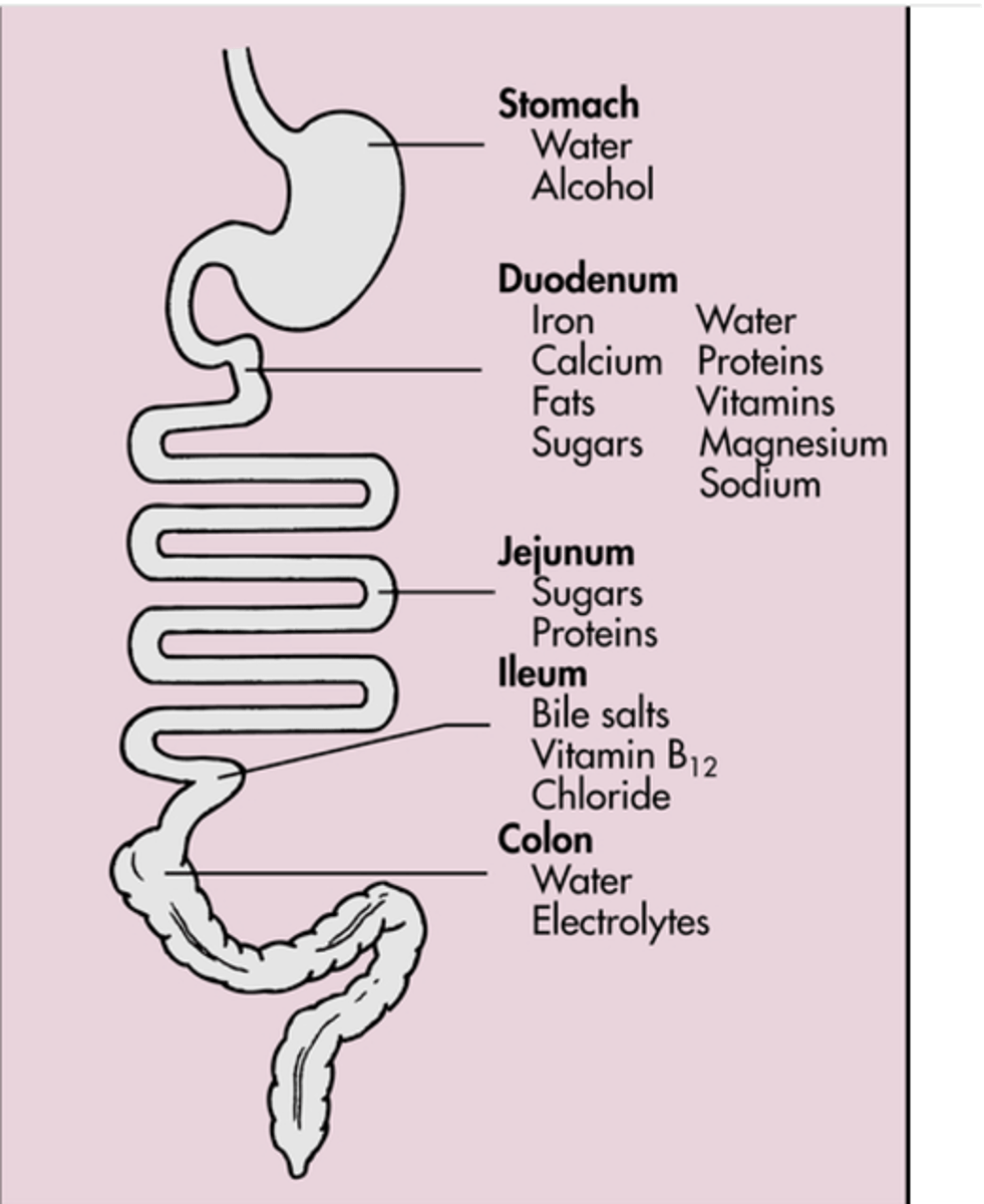 <p>Water and NaCl are absorbed in the colon.</p>