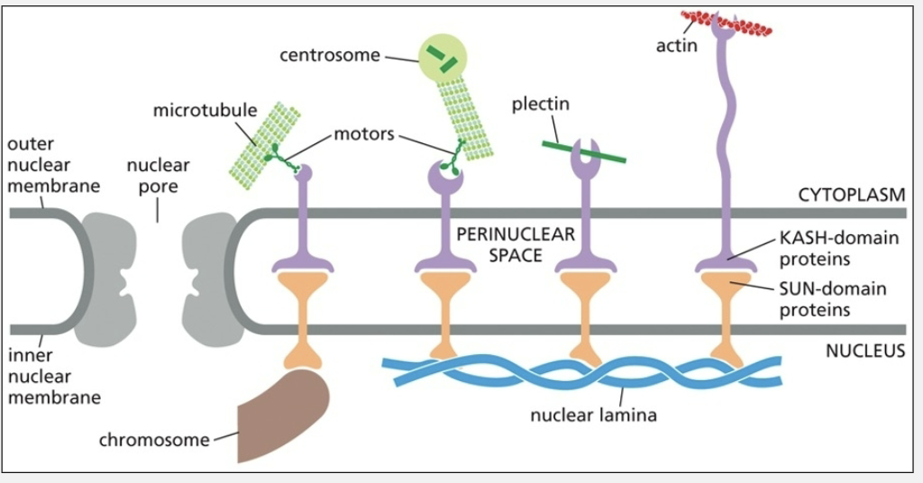 <ul><li><p>ancient ancestros of cytoplasmic intermediate filaments </p></li></ul><p></p>