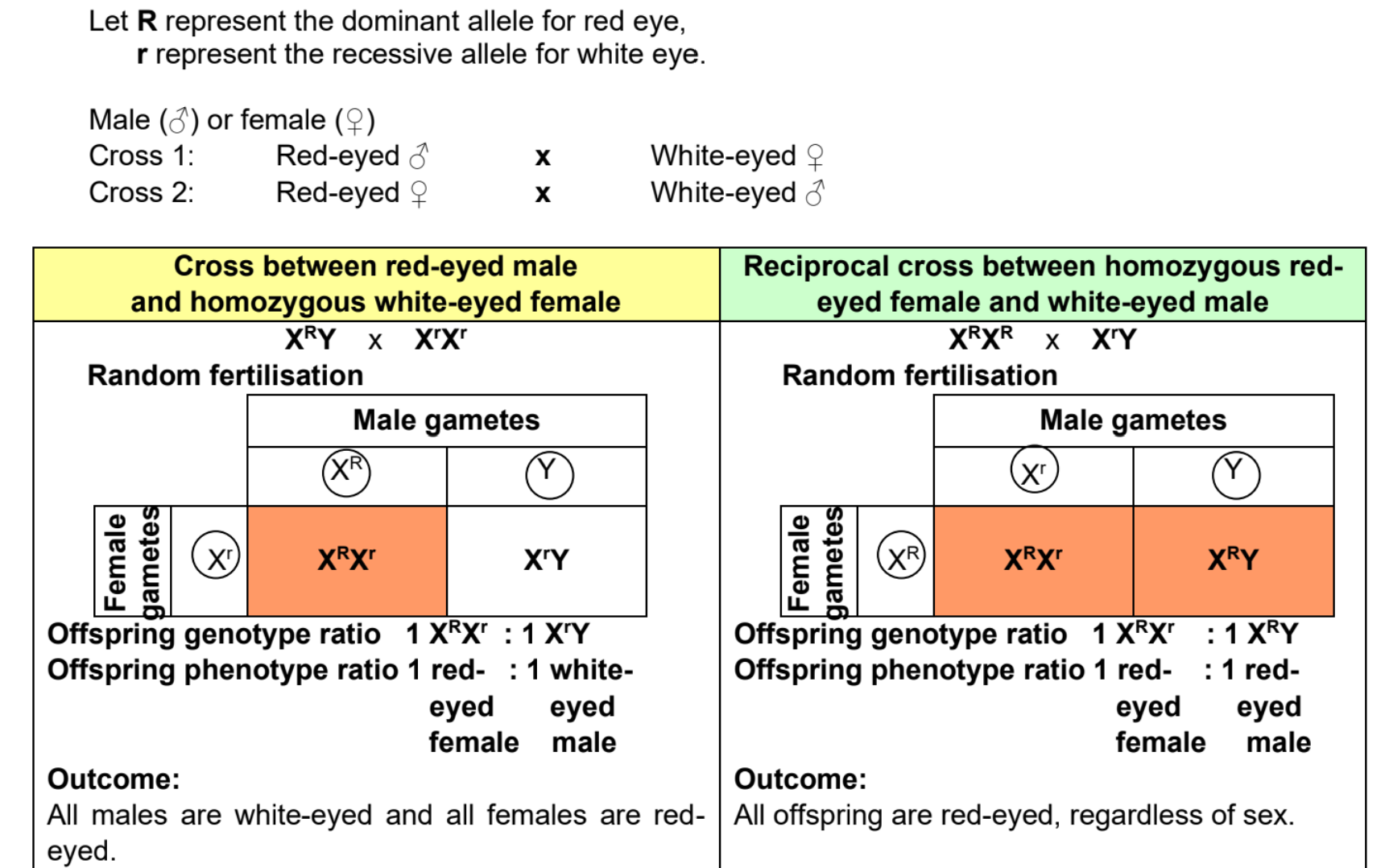 <p>What: pair of crosses in which the traits of the two parents are reversed</p><p>Purpose: A reciprocal cross can be conducted to discern if a trait is carried on a sex chromosome(X chromosome) or an autosomal chromosome</p><p>Positive result: yield non-identical results in contrast to reciprocal crosses involving autosomal traits which yield identical results </p>